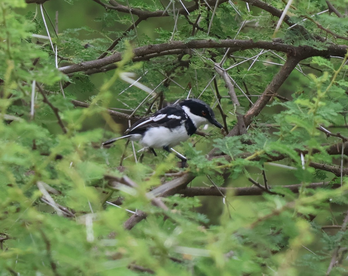 Pygmy Batis - ML636085307