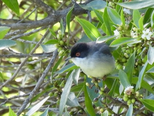 Sardinian Warbler - ML636085318