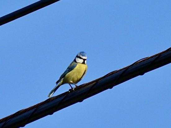 Eurasian Blue Tit - ML636085345