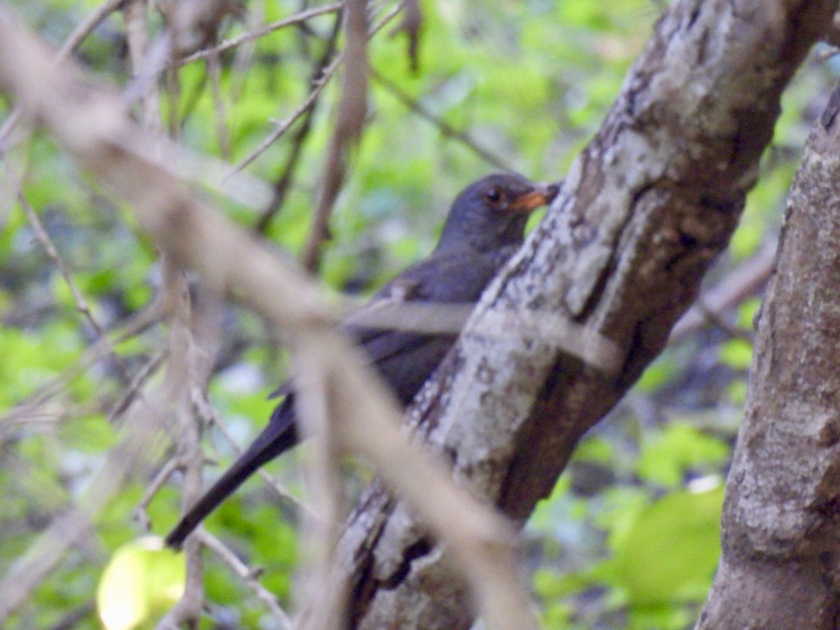 Eurasian Blackbird - ML636085350