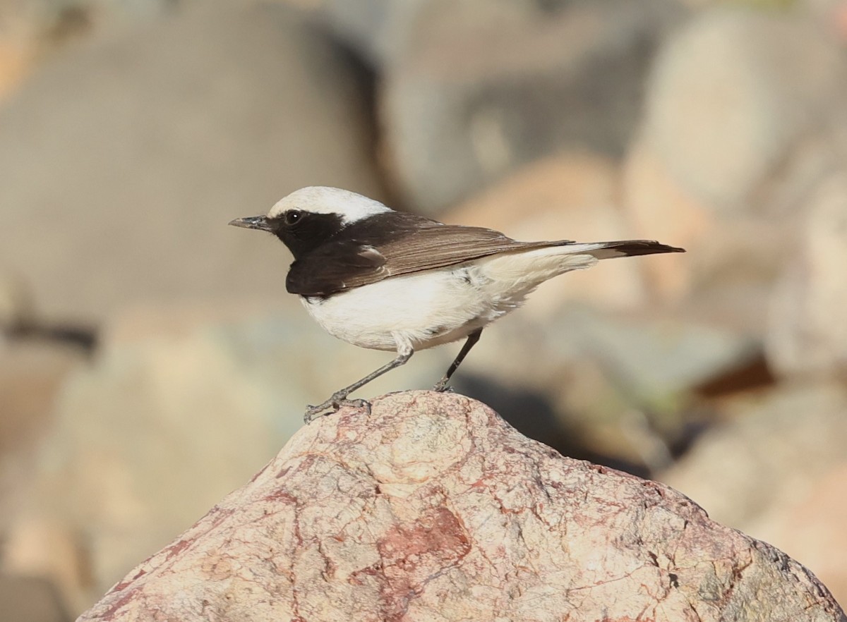 Mourning Wheatear - ML636085356