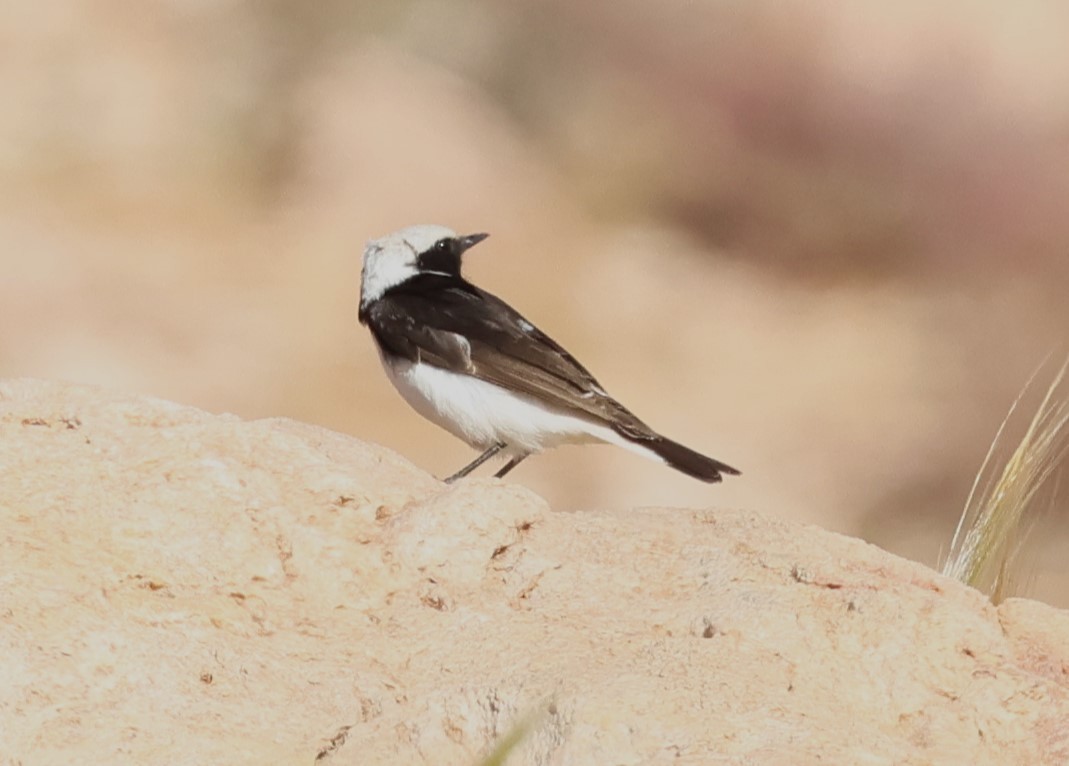 Mourning Wheatear - ML636085358