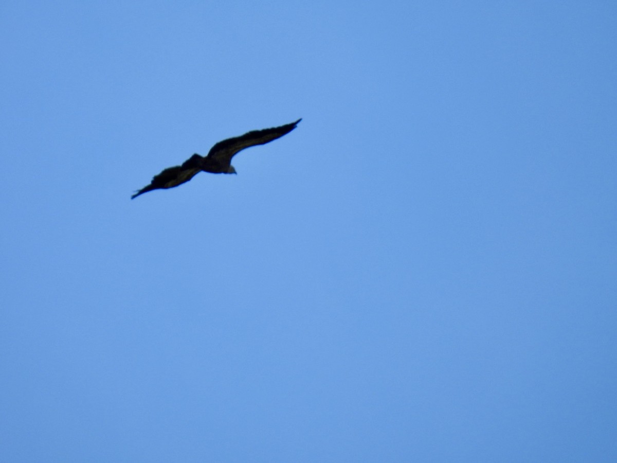 Eurasian Griffon - ML636085364