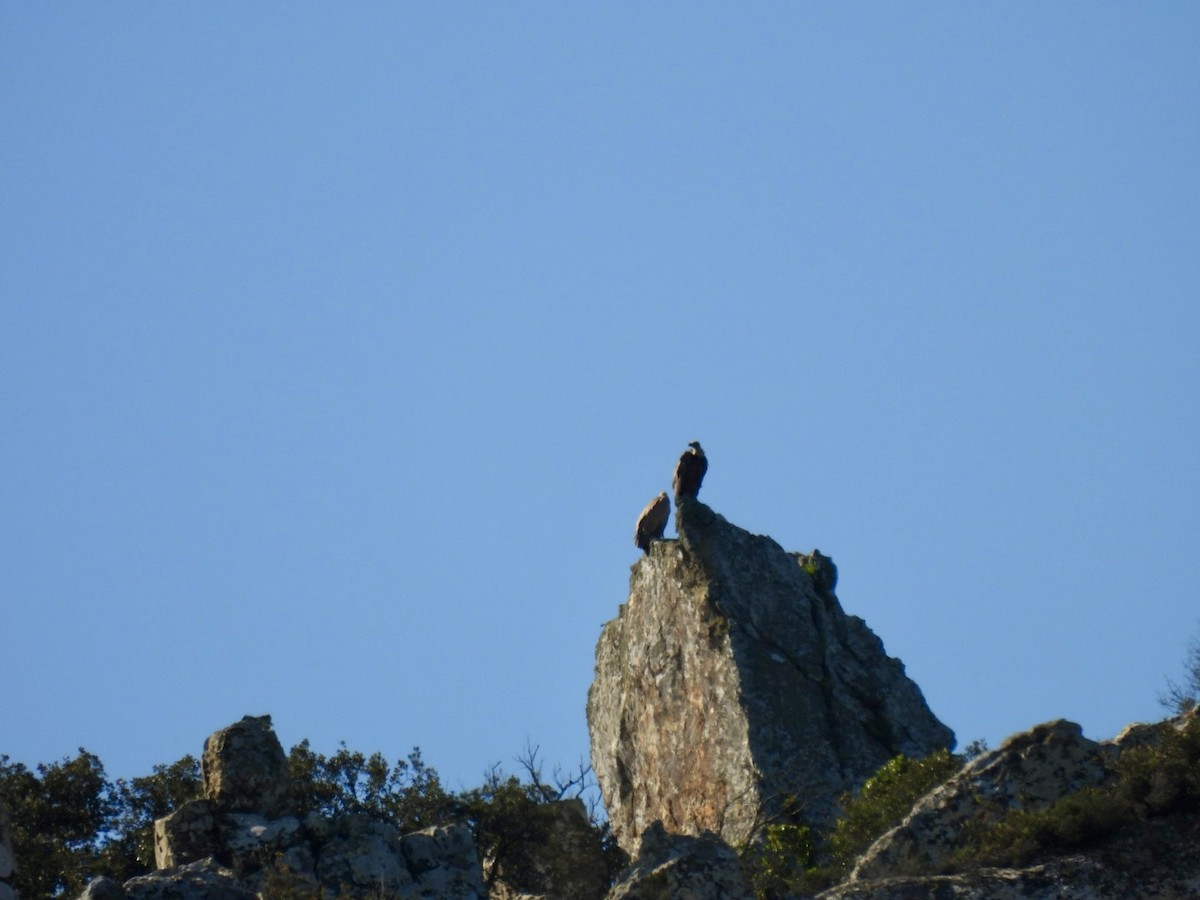 Eurasian Griffon - ML636085365