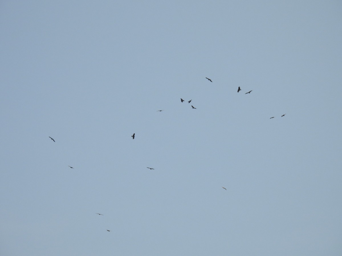 Black Kite - ML636085370