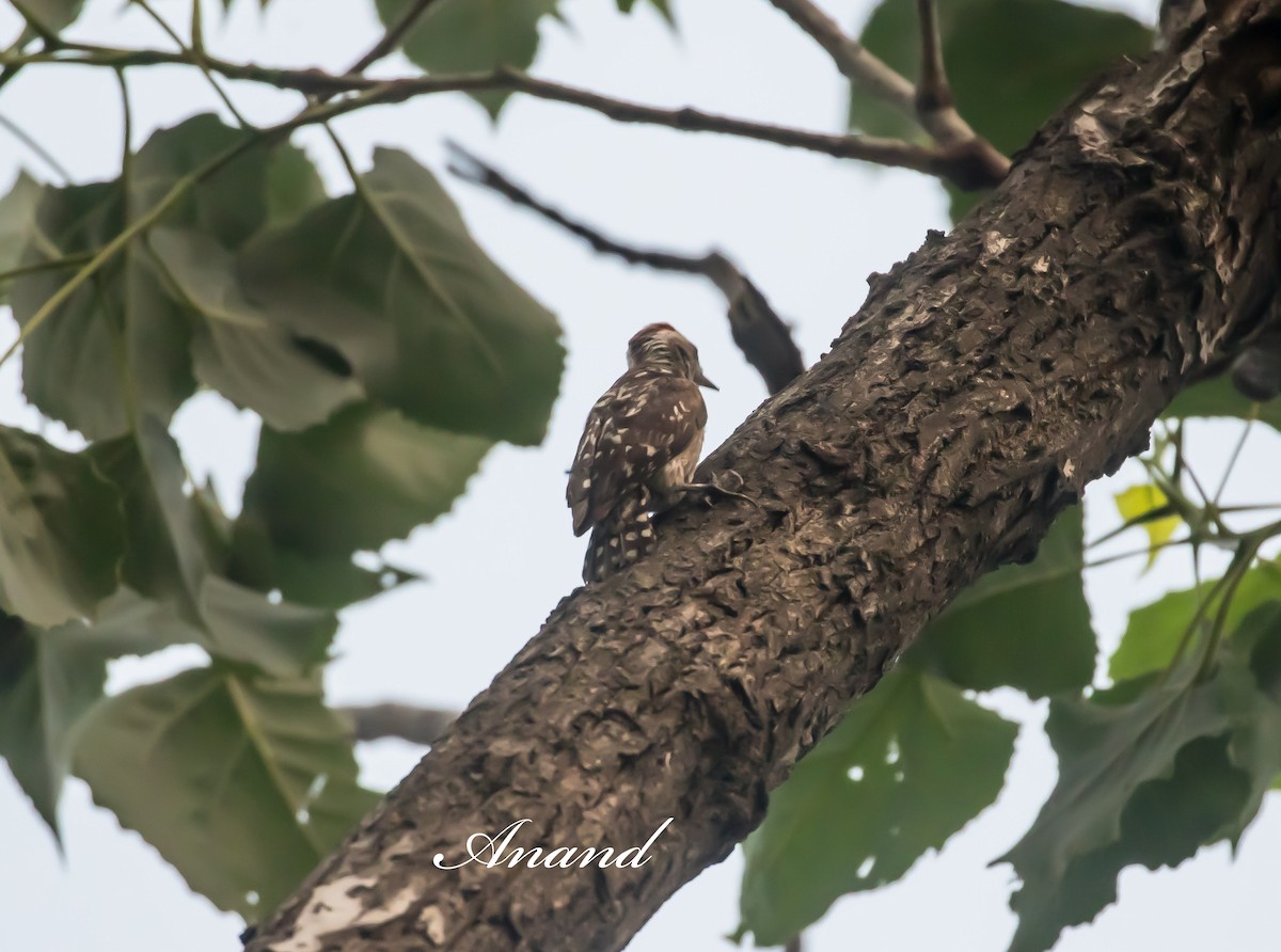 Brown-capped Pygmy Woodpecker - ML636085373