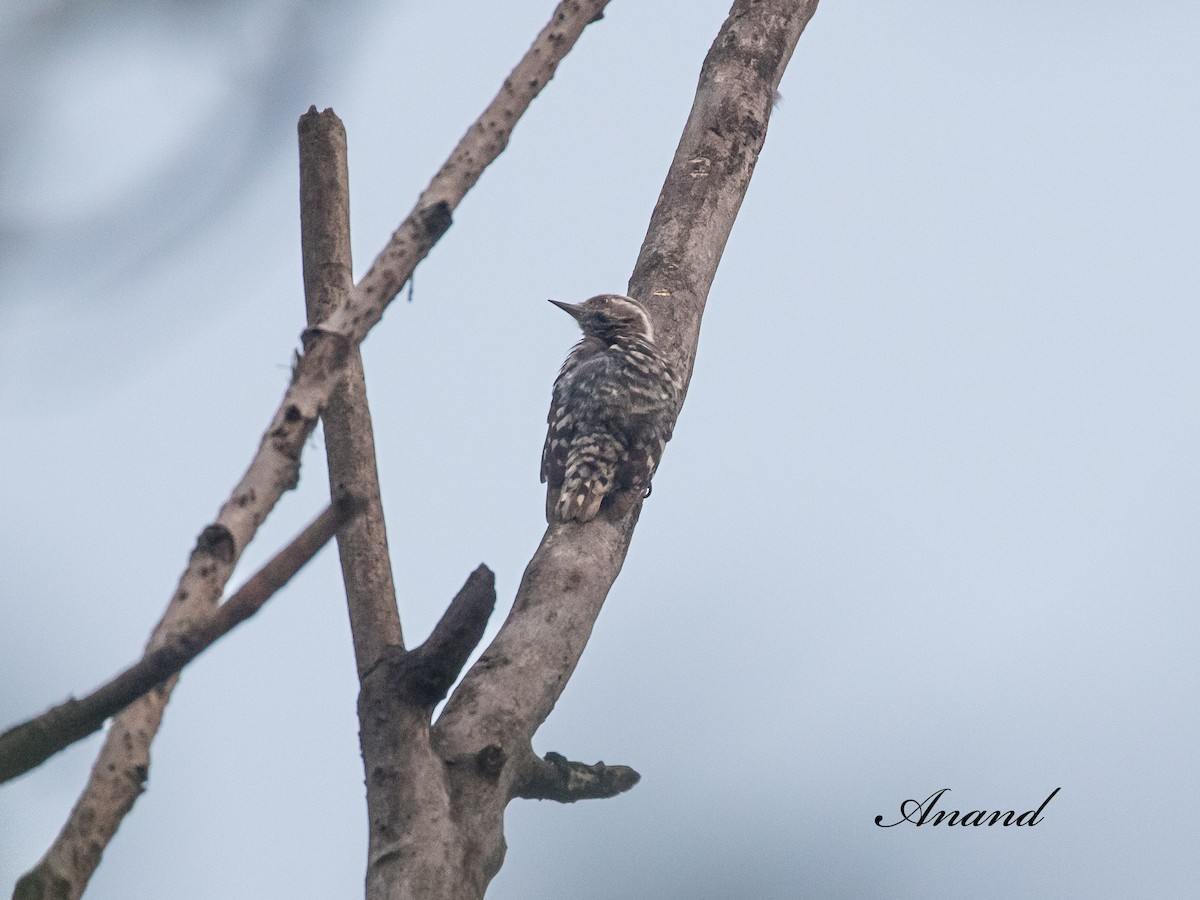 Brown-capped Pygmy Woodpecker - ML636085375