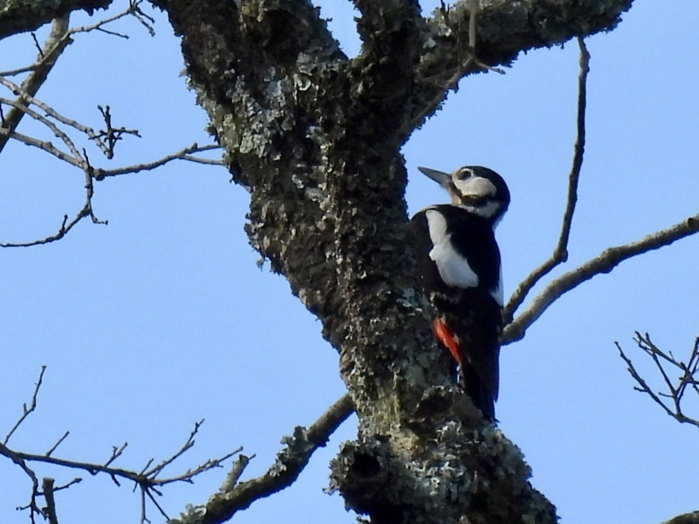 Great Spotted Woodpecker - ML636085378