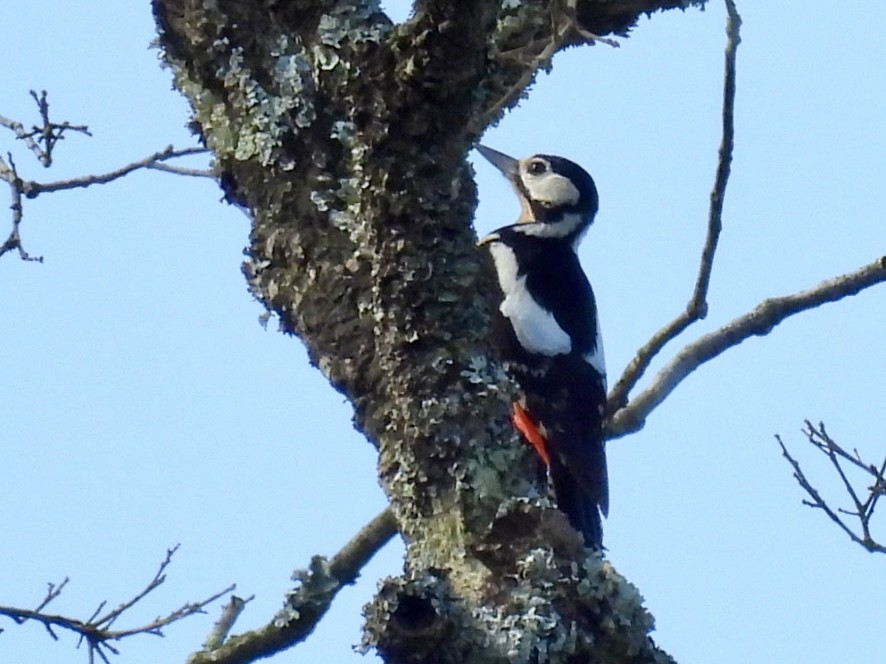 Great Spotted Woodpecker - ML636085379