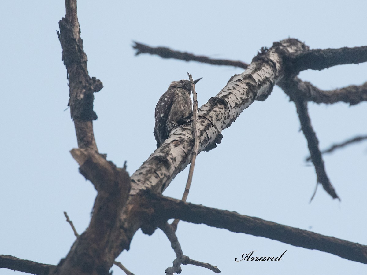 Brown-capped Pygmy Woodpecker - ML636085380