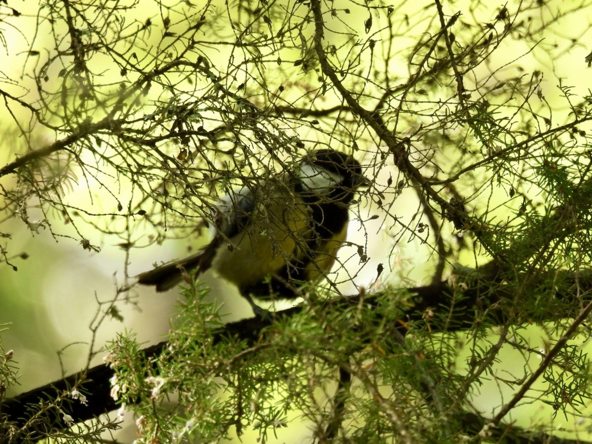 Great Tit - ML636085384