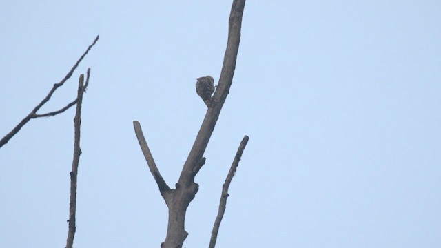 Brown-capped Pygmy Woodpecker - ML636085386