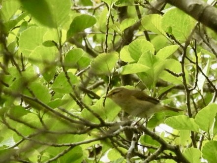 Iberian Chiffchaff - ML636085388
