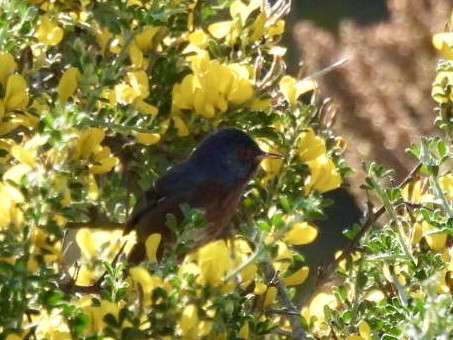 Dartford Warbler - ML636085390