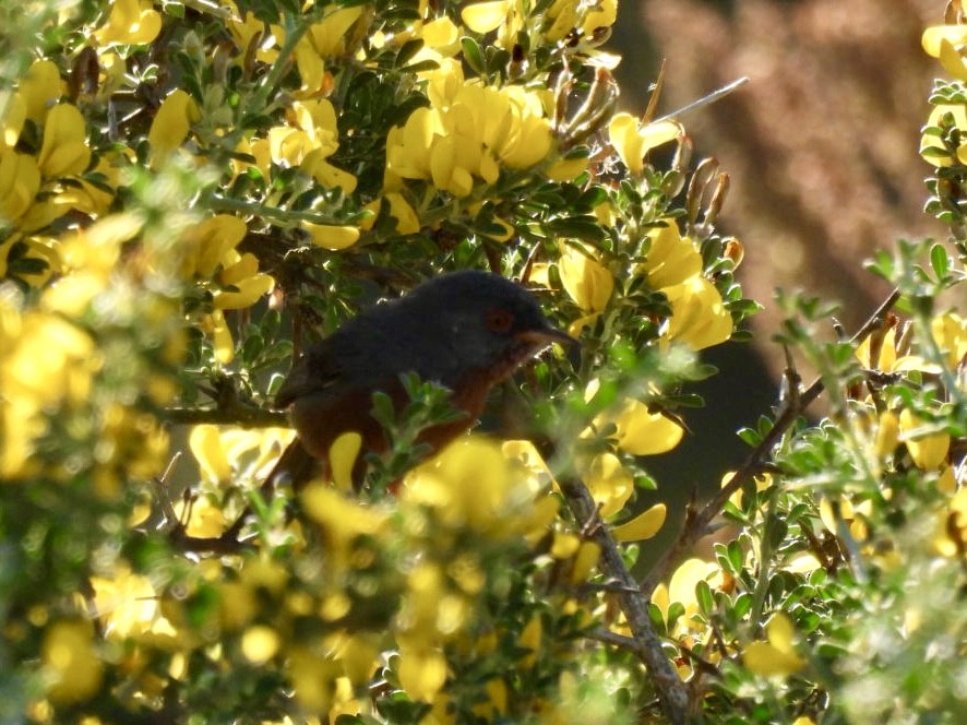 Dartford Warbler - ML636085391