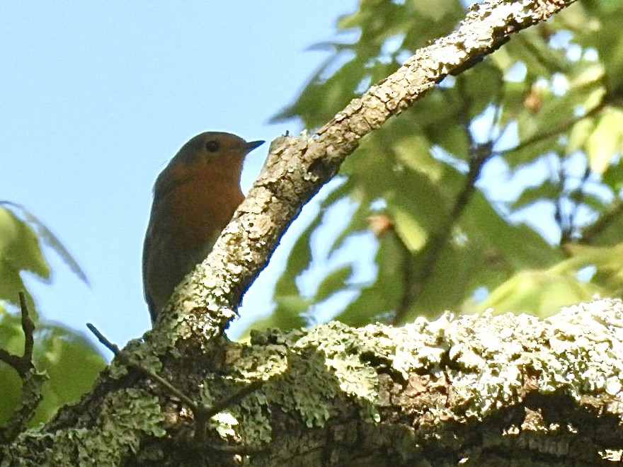 European Robin - ML636085394