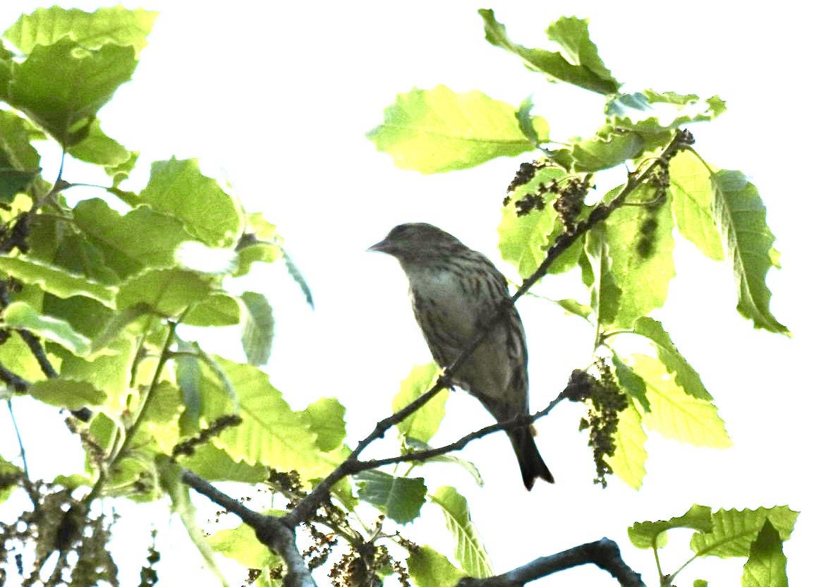 Eurasian Siskin - ML636085397