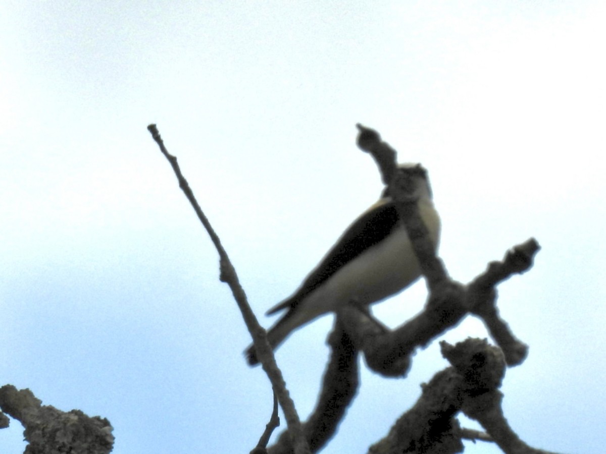 Western Black-eared Wheatear - ML636085420