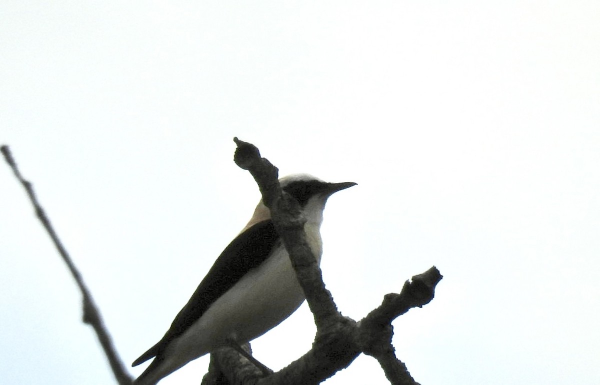 Western Black-eared Wheatear - ML636085421