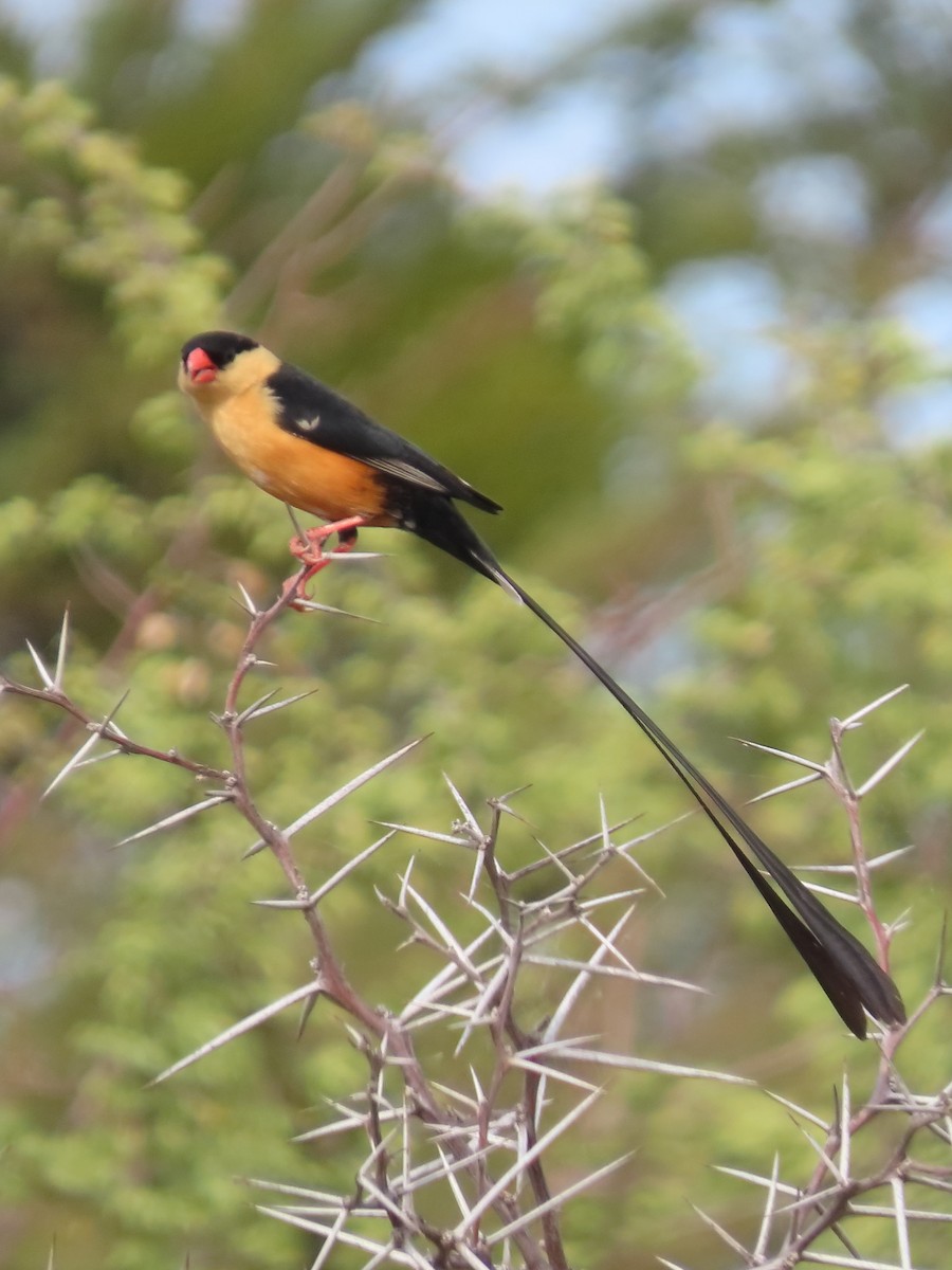 Shaft-tailed Whydah - ML636085447