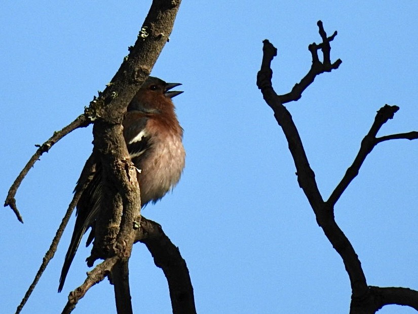 Common Chaffinch - ML636085452