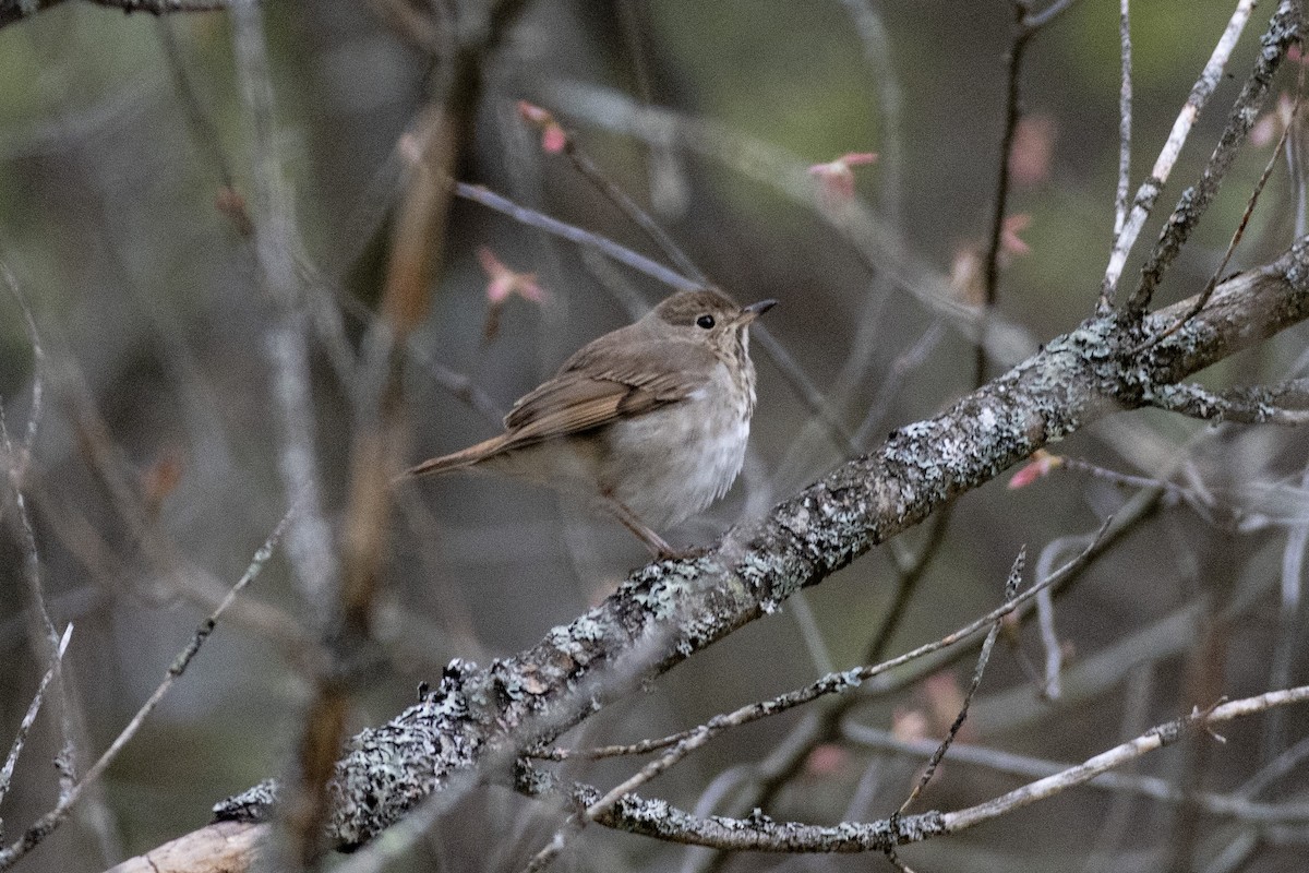 Hermit Thrush - ML636085582
