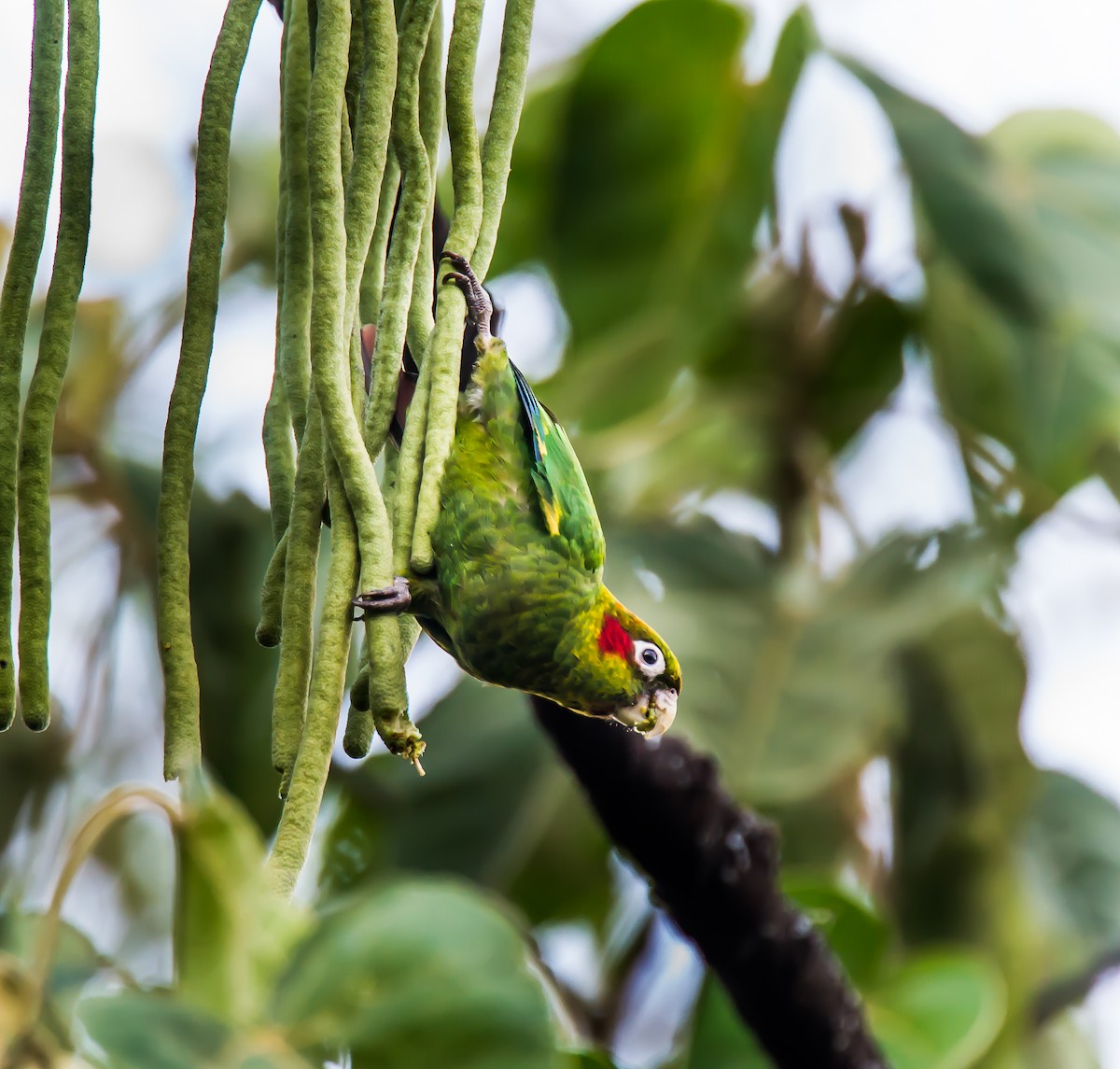 Sulphur-winged Parakeet - ML636085767