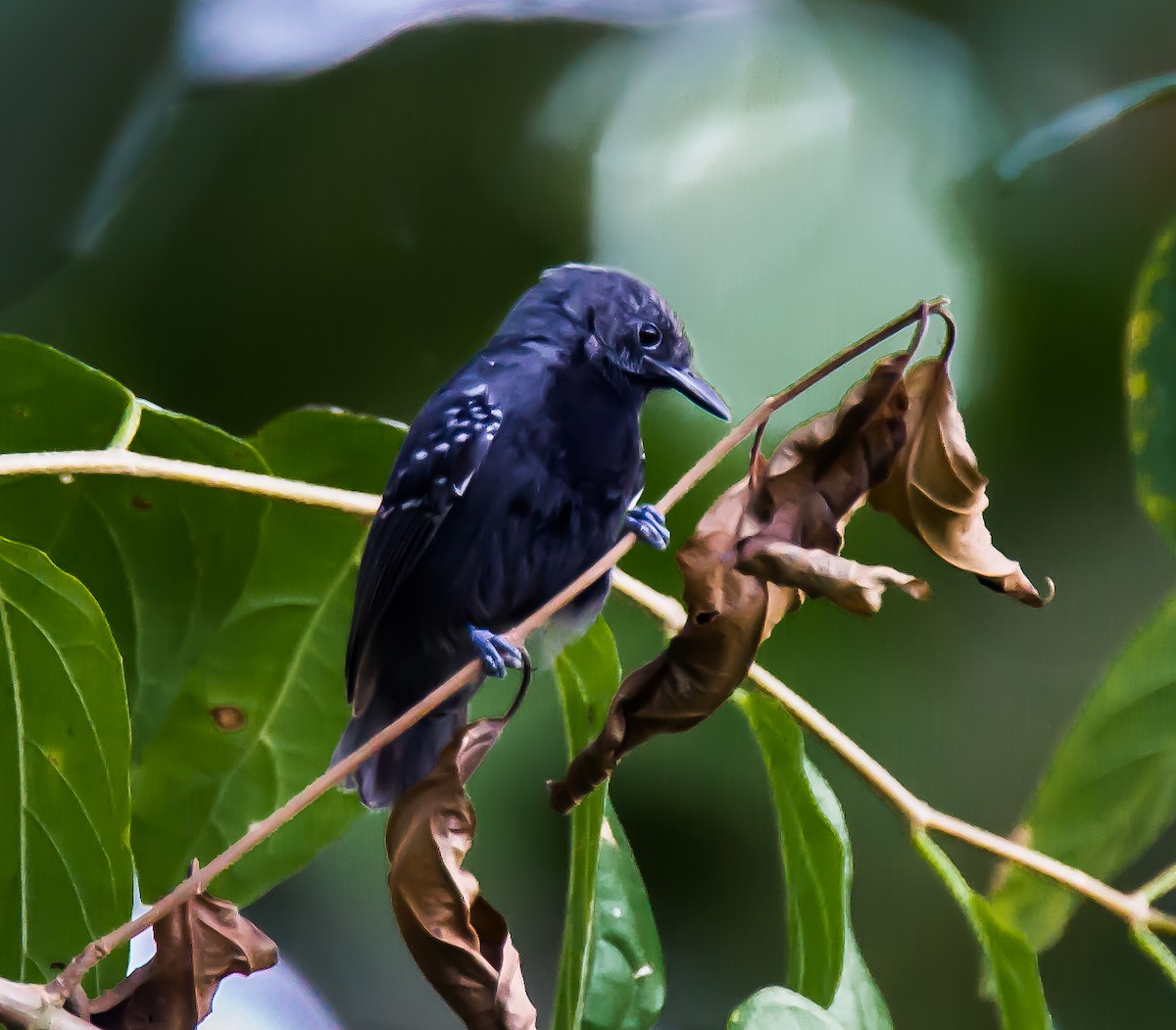 Slaty Antwren - ML636085783
