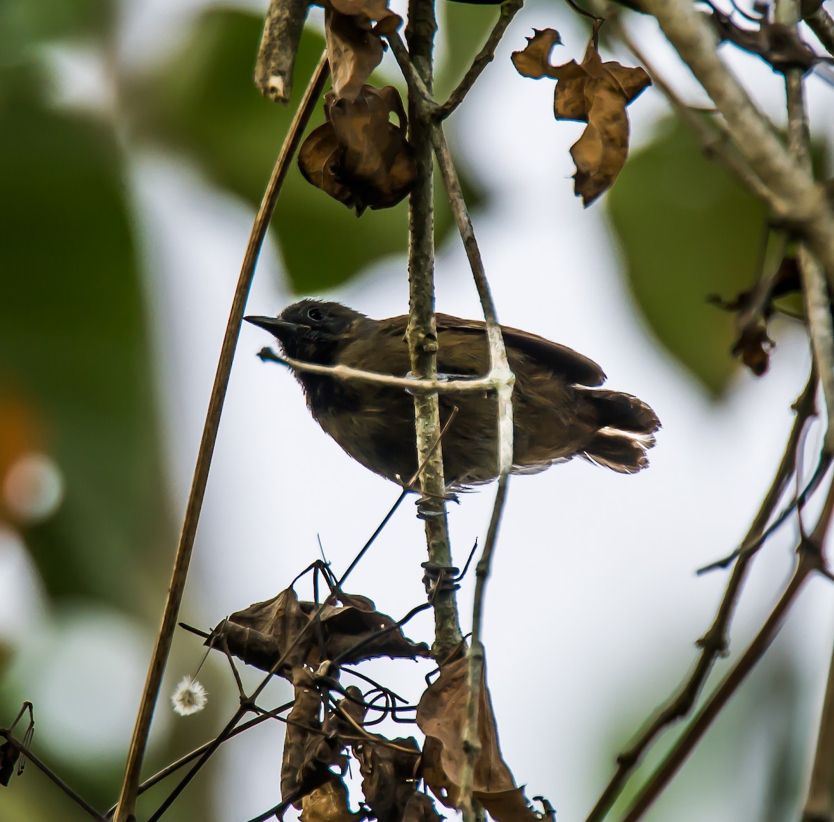 Slaty Antwren - ML636085785