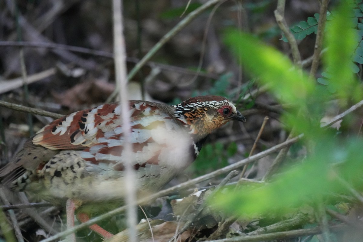 White-necklaced Partridge - ML636085792