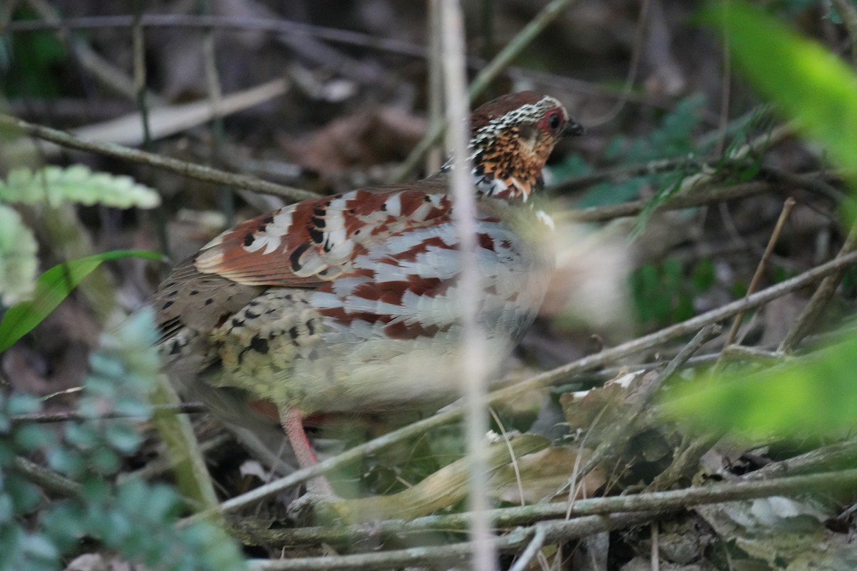 White-necklaced Partridge - ML636085793