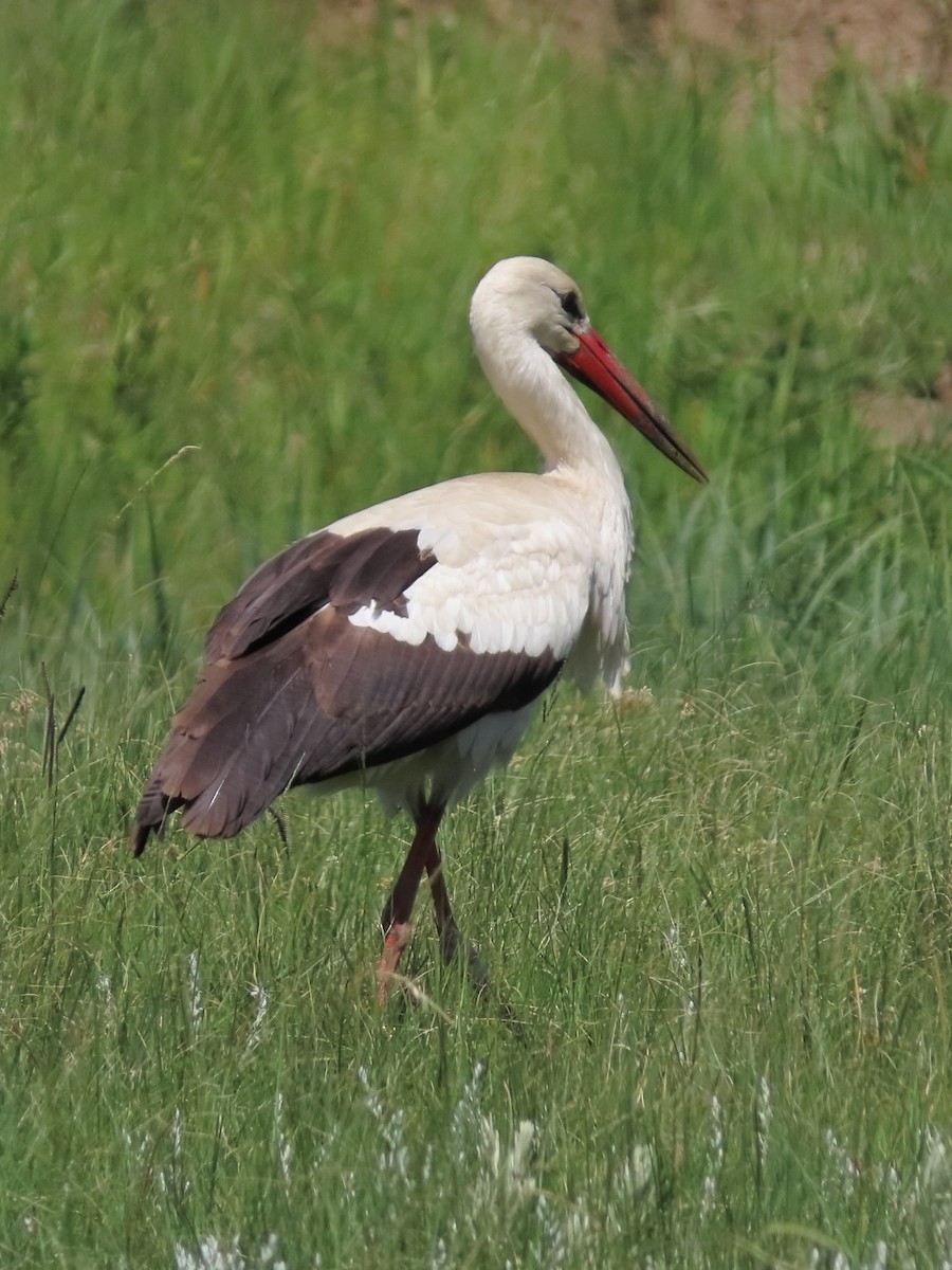 Cigogne blanche - ML636085882