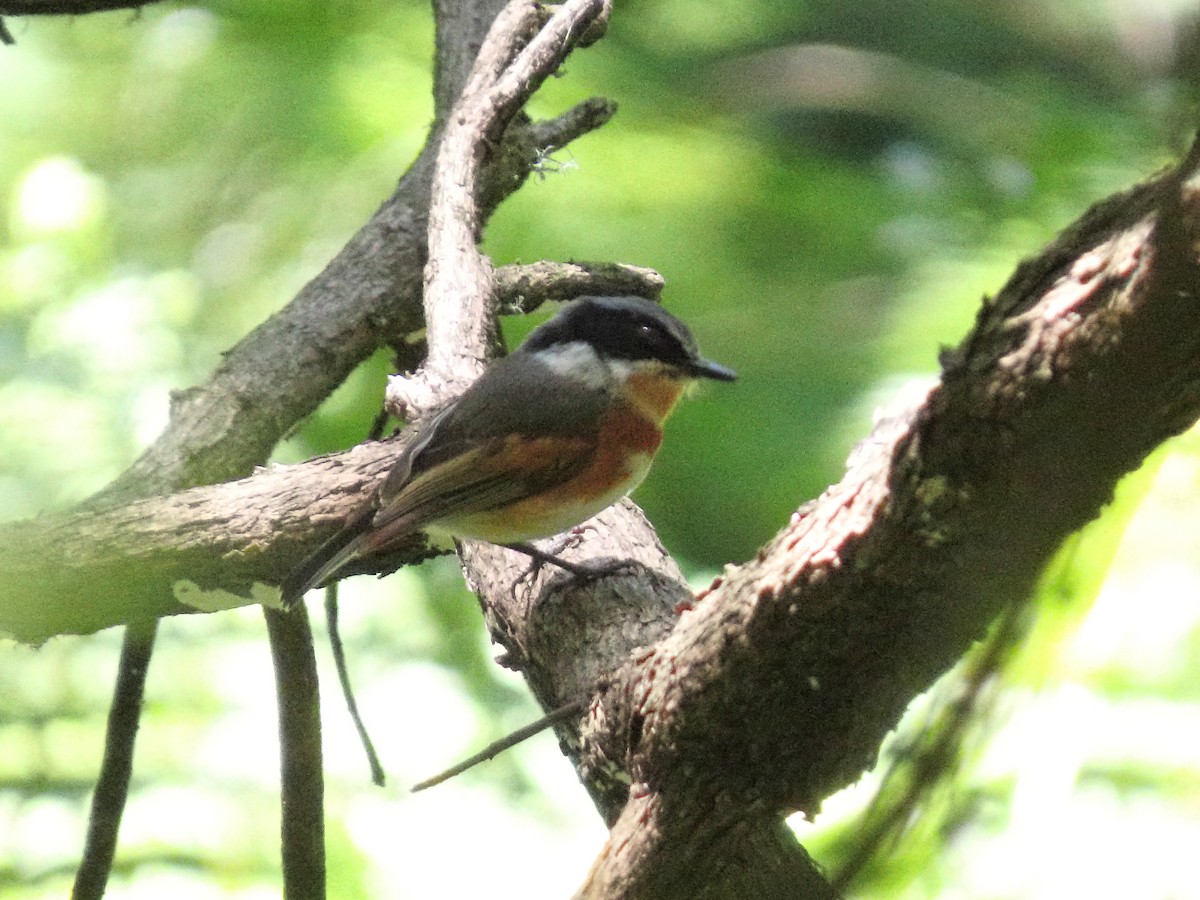 Cape Batis - ML636085933