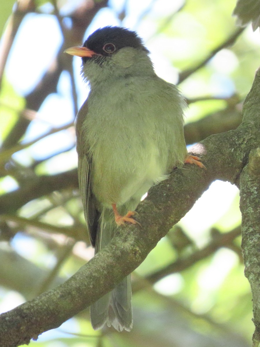Bush Blackcap - ML636085951