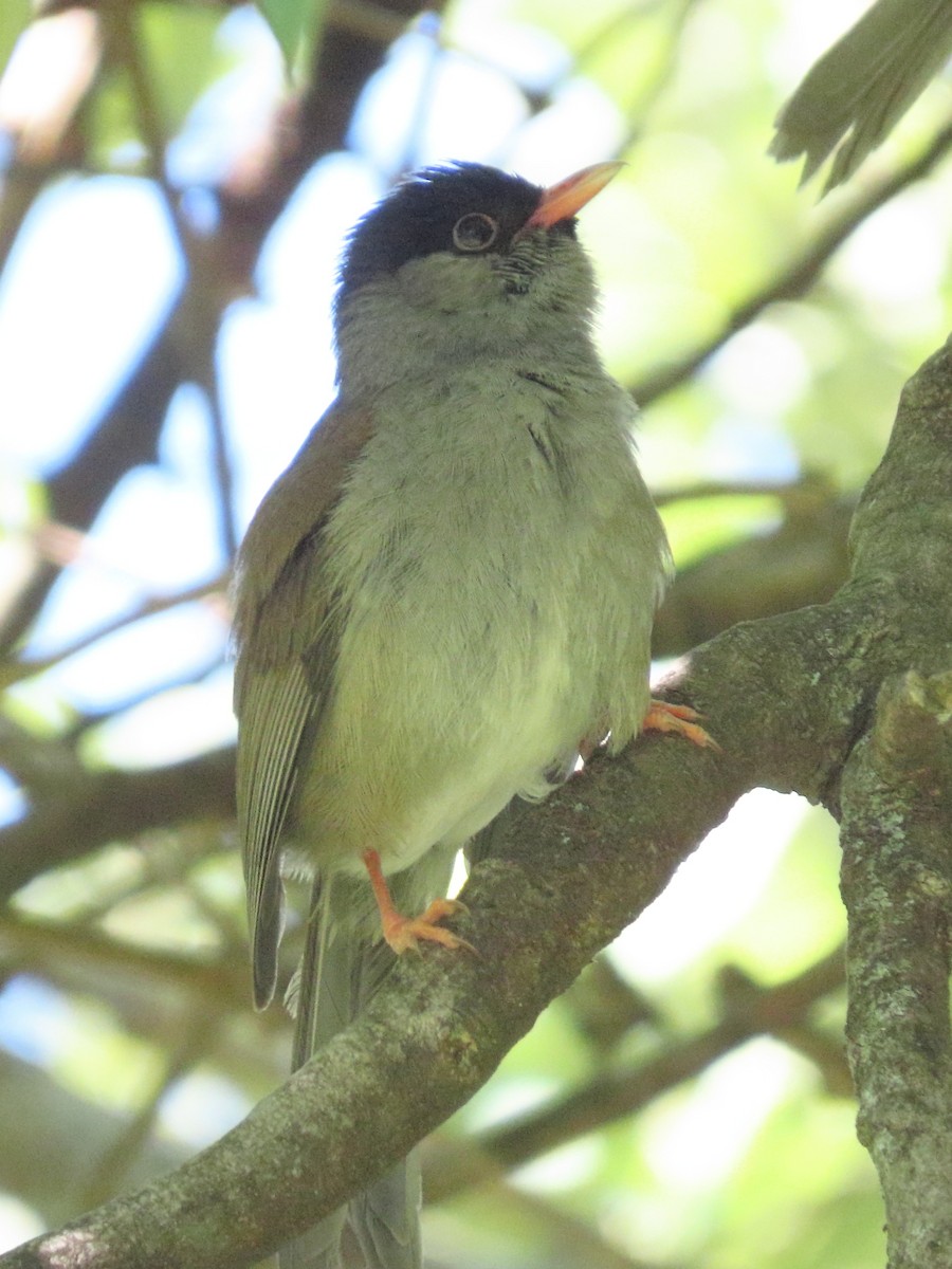 Bush Blackcap - ML636085953