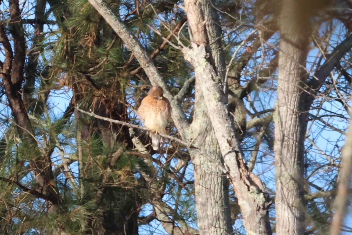Red-shouldered Hawk - ML636086258