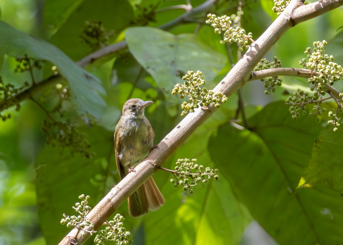 Olive Bulbul (Baker's) - ML636086263