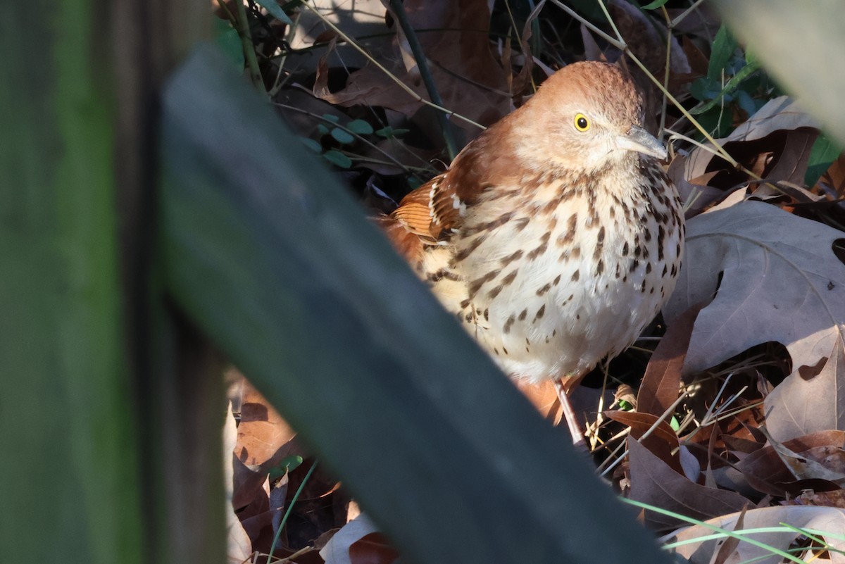 Brown Thrasher - ML636086269