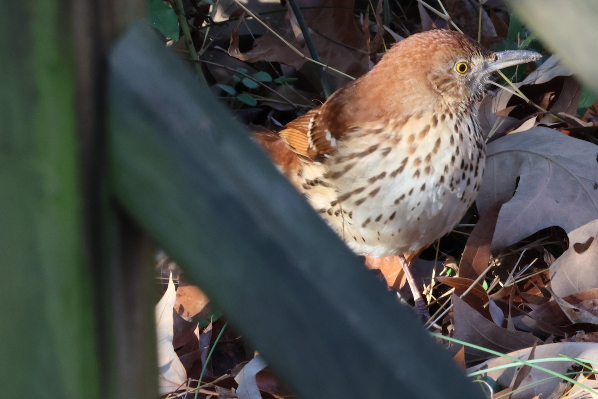 Brown Thrasher - ML636086270