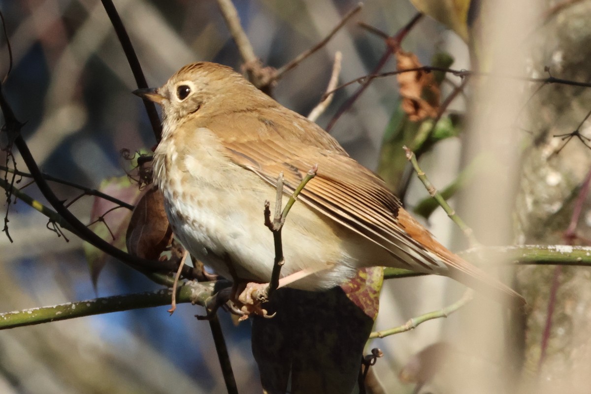Hermit Thrush - ML636086275