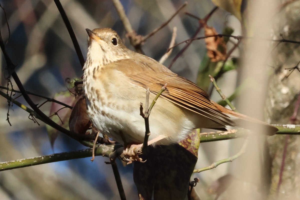 Hermit Thrush - ML636086276