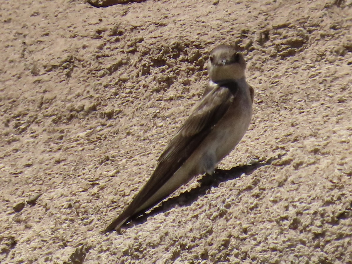 Northern Rough-winged Swallow - ML636086281