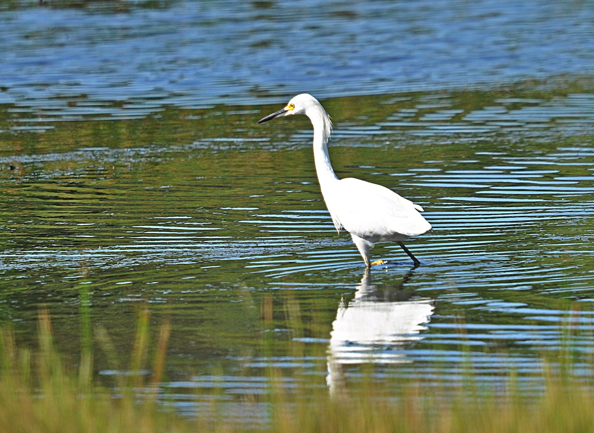 Snowy Egret - ML636086289