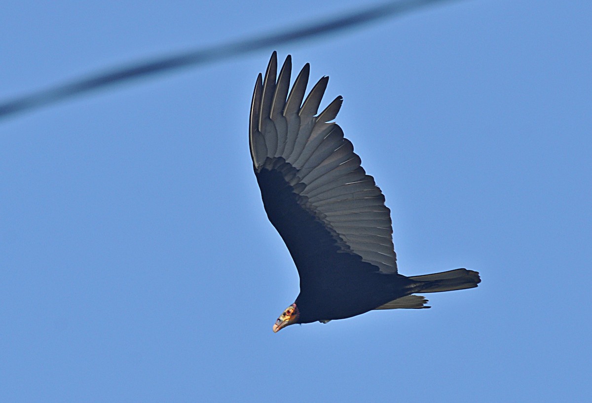 Lesser Yellow-headed Vulture - ML636086305