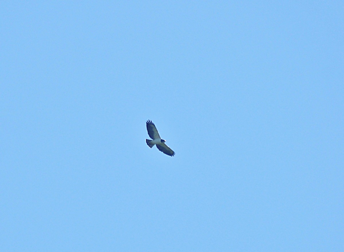 Short-tailed Hawk - ML636086320