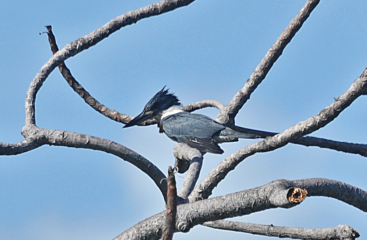 Ringed Kingfisher - ML636086342