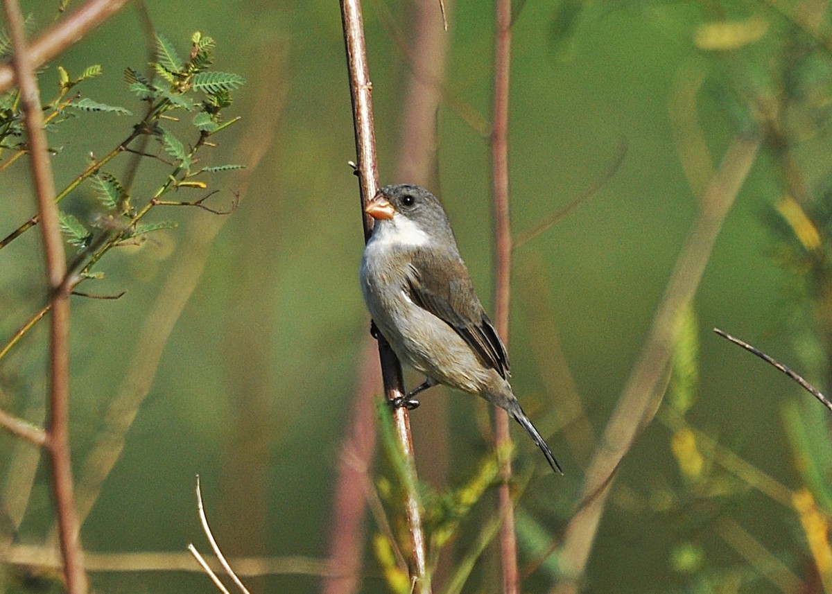 White-bellied Seedeater - ML636086358