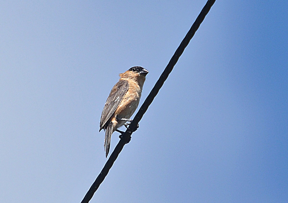 Copper Seedeater - ML636086366