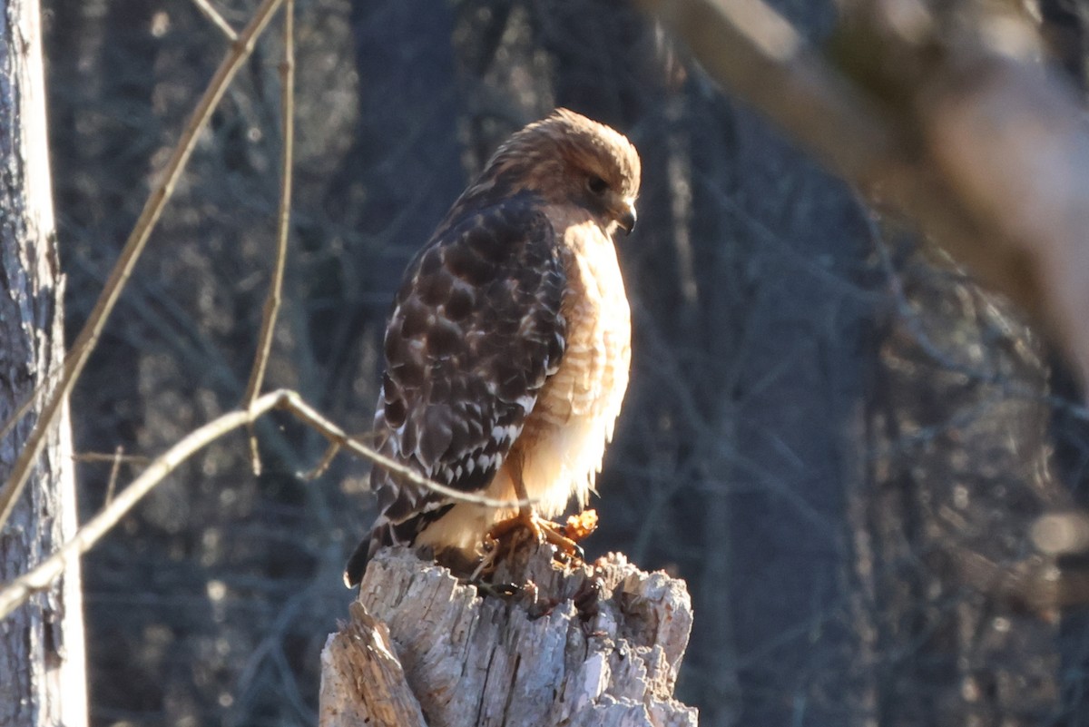 Red-shouldered Hawk - ML636086399
