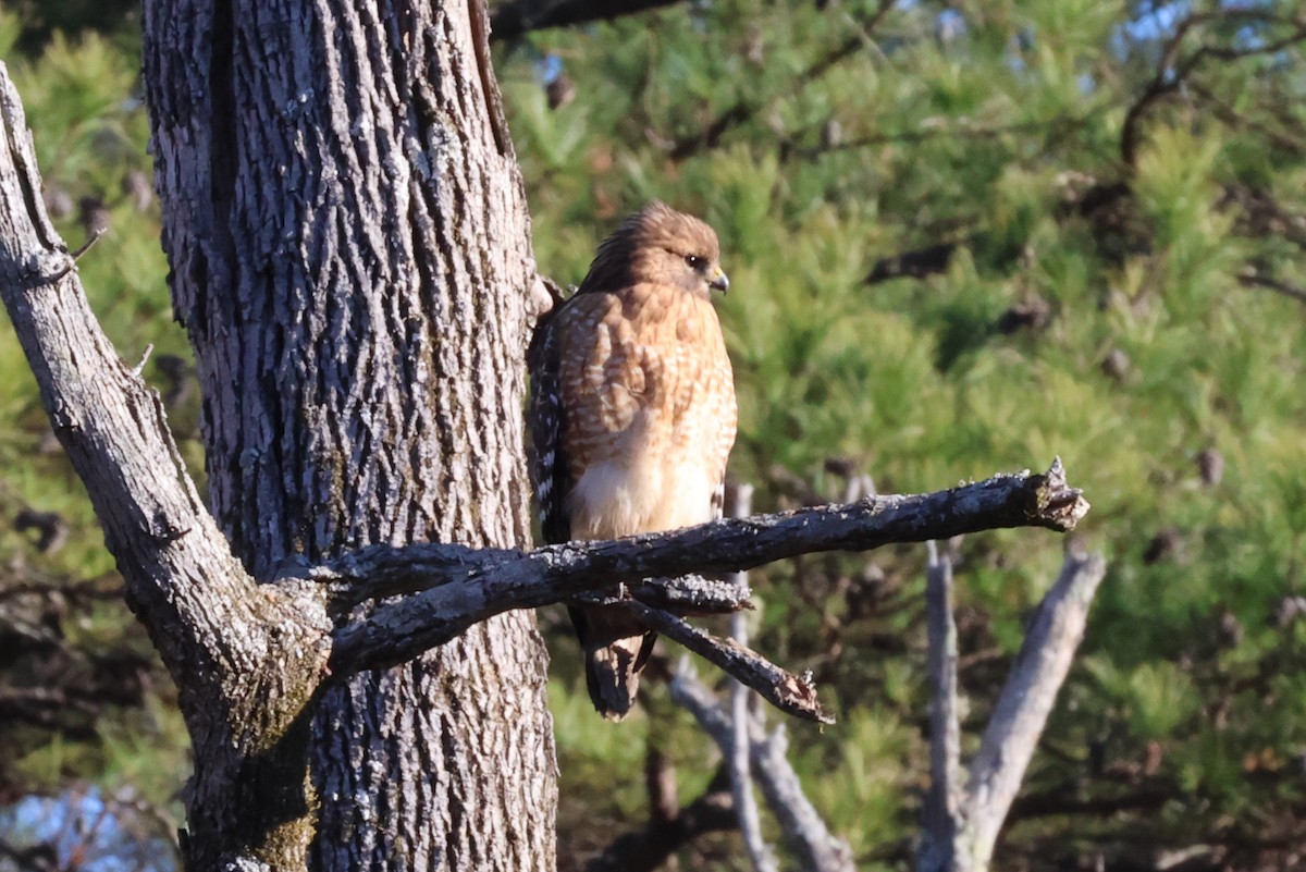 Red-shouldered Hawk - ML636086400